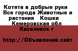 Котята в добрые руки - Все города Животные и растения » Кошки   . Кемеровская обл.,Киселевск г.